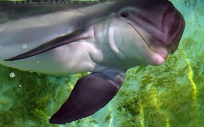 Delfinii militari ucrainieni au "dezertat" in favoarea Rusiei. Mamiferele au fost antrenate sa foloseasca pistoale si cutite Delfinii militari ucrainieni au "dezertat" in favoarea Rusiei. Mamiferele au fost antrenate sa foloseasca pistoale si cutite