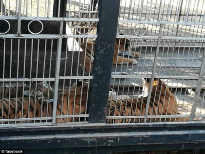 Barbat, atacat de 13 tigri care i-au sfasiat bratele. Greseala comisa