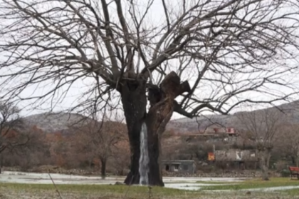 Fenomen natural inedit. Cum arata copacul din care izvoraşte apa. VIDEO Fenomen natural inedit. Cum arata copacul din care izvoraşte apa. VIDEO