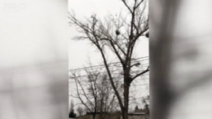 Operatiunea de salvare a unei pisici care ramasese blocata intr-un copac din capitala. Dupa mai multe incercari, salvatorii au reusit sa o dea jos in siguranta - VIDEO Operatiunea de salvare a unei pisici care ramasese blocata intr-un copac din capitala. Dupa mai multe incercari, salvatorii au reusit sa o dea jos in siguranta - VIDEO