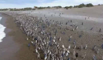Spectacol in Patagonia. Sute de mii de pinguini se pregatesc sa migreze spre nord Spectacol in Patagonia. Sute de mii de pinguini se pregatesc sa migreze spre nord
