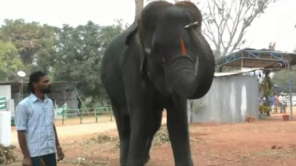 Canta la muzicuta si se misca in ritmul melodiei. Marele talent a fost descoperit la un elefant din India: ori de cate ori are ocazia sufla in instrumentul muzical si dansaeaza Canta la muzicuta si se misca in ritmul melodiei. Marele talent a fost descoperit la un elefant din India: ori de cate ori are ocazia sufla in instrumentul muzical si dansaeaza