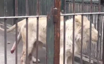 Un leu de la o gradina zoologica din China si-ar fi ros coada de foame - VIDEO Un leu de la o gradina zoologica din China si-ar fi ros coada de foame - VIDEO
