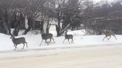 Cativa reni din Canada au dat dovada de o disciplina desavarsita. Un localnic a filmat cum animalele traverseaza strada regulamentar - VIDEO Cativa reni din Canada au dat dovada de o disciplina desavarsita. Un localnic a filmat cum animalele traverseaza strada regulamentar - VIDEO