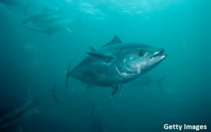 Tonul urias care a spulberat un record mondial. Cum arata "monstrul" din Oceanul Pacific