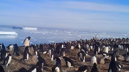 Descoperire uimitoare in nordul Antarcticii. O echipa de cercetatori a gasit o colonie uriasa de pinguini Descoperire uimitoare in nordul Antarcticii. O echipa de cercetatori a gasit o colonie uriasa de pinguini
