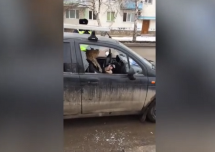 Incident uluitor pe o strada din orasul rusesc Sterlitamak. O soferita beata si-a distrus masina cu toporul dupa ce a oprit-o politia - VIDEO Incident uluitor pe o strada din orasul rusesc Sterlitamak. O soferita beata si-a distrus masina cu toporul dupa ce a oprit-o politia - VIDEO