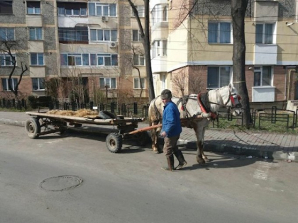 Furt neobisnuit in Romania. Un batran a legat caruta in fata farmaciei, ca sa ia medicamente, iar un trecator i-a furat-o Furt neobisnuit in Romania. Un batran a legat caruta in fata farmaciei, ca sa ia medicamente, iar un trecator i-a furat-o