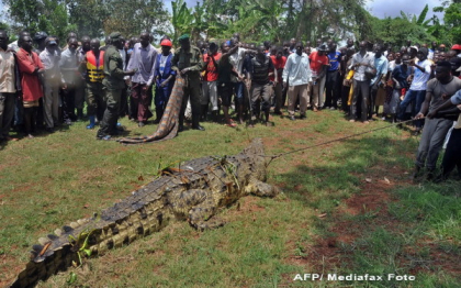 Un crocodil de o tona, care a mancat cel putin 4 oameni, a fost capturat in Uganda Un crocodil de o tona, care a mancat cel putin 4 oameni, a fost capturat in Uganda