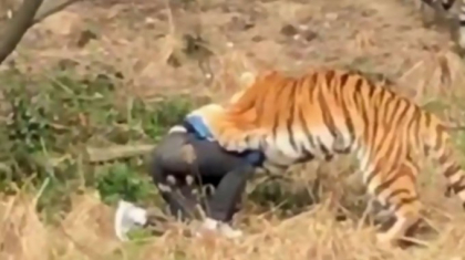 Imagini care pot afecta emotional. Un barbat din China a fost mancat de tigri, dupa ce a incercat sa intre la ZOO sarind gardul - VIDEO Imagini care pot afecta emotional. Un barbat din China a fost mancat de tigri, dupa ce a incercat sa intre la ZOO sarind gardul - VIDEO