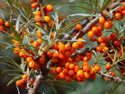 Cea mai buna sursa de vitamina C si Betacaroten. Stiati ca poate trata afectiuni ale ficatului, splinei si rinichilor?