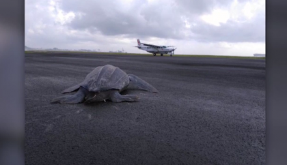 Broasca testoasa uriasa, pe pista de aterizare a unui aeroport din Costa Rica