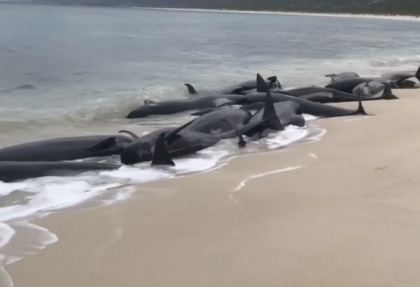 Peste 150 de balene au esuat pe o plaja din Australia de Vest: 135 au murit - VIDEO
