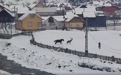 Imagini unice in Romania. Un cerb coborat din padure se imprieteneste cu un cal - VIDEO Imagini unice in Romania. Un cerb coborat din padure se imprieteneste cu un cal - VIDEO