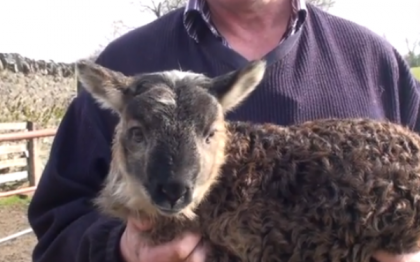 VIDEO. Creatura care nu este nici oaie, nici capra. Cum arata rezultatul imperecherii celor doua animale VIDEO. Creatura care nu este nici oaie, nici capra. Cum arata rezultatul imperecherii celor doua animale