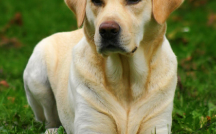 Labradorul Tango, chemat sa depuna marturie. Motivul pentru care patrupedul a ajuns in fata judecatorilor Labradorul Tango, chemat sa depuna marturie. Motivul pentru care patrupedul a ajuns in fata judecatorilor