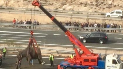 Un camion care transporta elefanti s-a rasturnat in Spania. Un animal a murit - FOTO si VIDEO