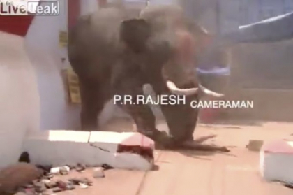 Un barbat a fost ucis de un elefant scapat de sub control, in timpul unui ritual, in India Un barbat a fost ucis de un elefant scapat de sub control, in timpul unui ritual, in India