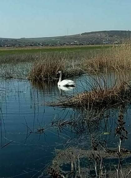 O lebada a ramas prinsa in stufarisul unui lac din raionul Causeni cu aripa franta. Ce au facut salvatorii. Cum au salvat-o - VIDEO/FOTO O lebada a ramas prinsa in stufarisul unui lac din raionul Causeni cu aripa franta. Ce au facut salvatorii. Cum au salvat-o - VIDEO/FOTO