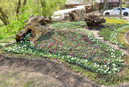 Cele 200 de mii de fire de viole din covorul de flori din centrul capitalei, pentru care Primaria a cheltuit 2 milioane de lei, au fost plantate in mai multe locuri din Chisinau. Cum arata acestea - FOTO