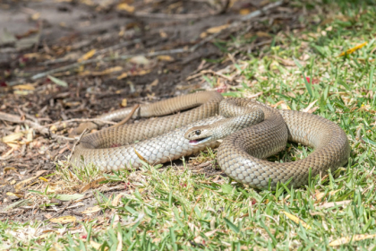 Australian, mort la scurt timp dupa ce a fost muscat de un sarpe extrem de veninos Australian, mort la scurt timp dupa ce a fost muscat de un sarpe extrem de veninos