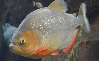 Pesti piranha gasiti in sistemul de canalizare de la un bloc de locuinte, dupa ce locatarii s-au plans de mirosul ciudat Pesti piranha gasiti in sistemul de canalizare de la un bloc de locuinte, dupa ce locatarii s-au plans de mirosul ciudat