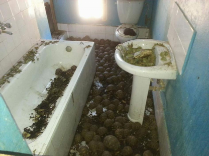 Aproape 10.000 de testoase ascunse intr-o casa din Madagascar - GALERIE FOTO