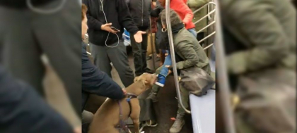 Imagini socante. Un pitbull ataca o femeie la metrou, dupa ce aceasta il loveste cu stapanul de fata - VIDEO