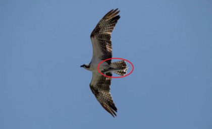 Fotografie impresionanta. Detaliul uimitor surprins in acest cadru: doar daca dai zoom il observi - FOTO