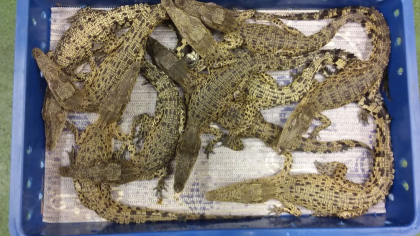 Un transport ilegal de 50 de crocodili, interceptat de vamesi pe un aeroport londonez Un transport ilegal de 50 de crocodili, interceptat de vamesi pe un aeroport londonez