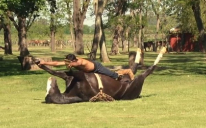 O noua metoda de a imblanzi sau trata caii: Yoga pentru animale. VIDEO