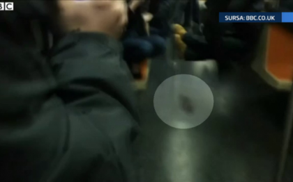 Panica la metroul din New York. Un sobolan urias i-a facut pe toti pasagerii sa tipe in cor Panica la metroul din New York. Un sobolan urias i-a facut pe toti pasagerii sa tipe in cor