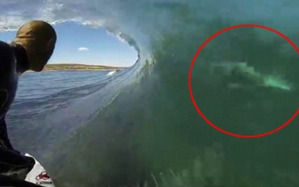 Un surfer trece infricosator de aproape pe langa un rechin alb, in Australia. VIDEO Un surfer trece infricosator de aproape pe langa un rechin alb, in Australia. VIDEO