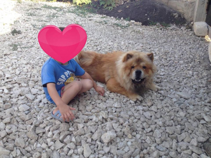 O femeie din Costesti s-a plans la politie ca vecinul sau, fiind baut, i-a impuscat mortal cainele de rasa Chow Chow. Oamenii legii investigheaza cazul. Vecinul neaga acuzatiile - FOTO O femeie din Costesti s-a plans la politie ca vecinul sau, fiind baut, i-a impuscat mortal cainele de rasa Chow Chow. Oamenii legii investigheaza cazul. Vecinul neaga acuzatiile - FOTO