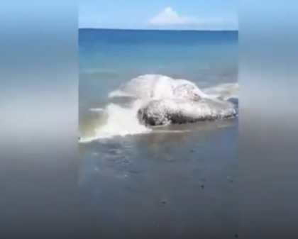 O creatura misterioasa i-a ingrozit pe localnicii din Filipine: "Nu-mi venea sa cred ce vad" - VIDEO