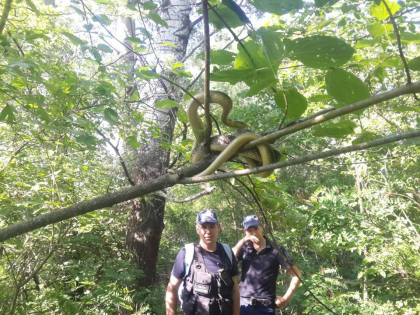 Un sarpe imens, surprins intr-un copac, in orasul Ungheni, de catre politistii de frontiera - FOTO Un sarpe imens, surprins intr-un copac, in orasul Ungheni, de catre politistii de frontiera - FOTO