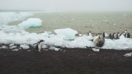 Oamenii de stiinta, alarmati: gheturile din Antarctica se topesc de trei ori mai rapid Oamenii de stiinta, alarmati: gheturile din Antarctica se topesc de trei ori mai rapid
