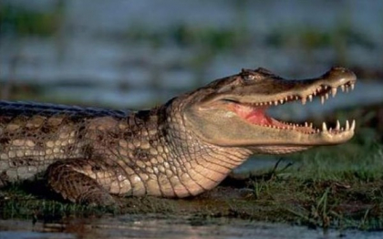 Imaginile fantastice surprinse de un fotograf in Zambia. Lupta dintre sute de hipopotami si crocodili