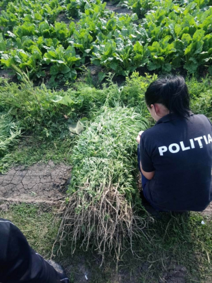 A pus in pamant sfecla, insa a iesit si... canepa. Ce au gasit politistii pe un teren agricol al unui barbat din Drochia. Risca puscarie - FOTO A pus in pamant sfecla, insa a iesit si... canepa. Ce au gasit politistii pe un teren agricol al unui barbat din Drochia. Risca puscarie - FOTO