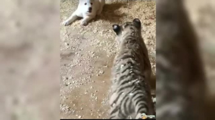 Prietenie neobisnuita intre doua animale, un tigru cu un caine