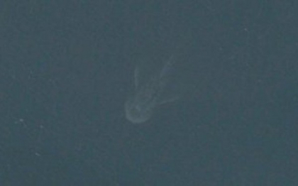 Multi credeau ca au gasit monstrul din Loch Ness. Ce se vede de fapt in aceasta poza Multi credeau ca au gasit monstrul din Loch Ness. Ce se vede de fapt in aceasta poza