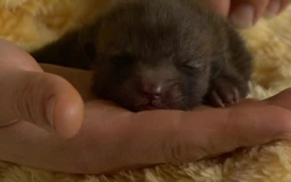 Au crezut ca au adoptat un catelus abandonat. Cand va creste vor trebui sa renunte la micul patruped Au crezut ca au adoptat un catelus abandonat. Cand va creste vor trebui sa renunte la micul patruped