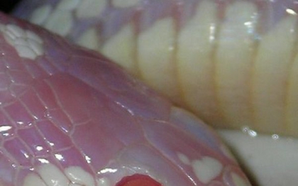 Animalele din Insulele Canare, decimate de serpii americani. Mii de exemplare traiesc sub pamant Animalele din Insulele Canare, decimate de serpii americani. Mii de exemplare traiesc sub pamant