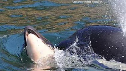 Imaginea care a starnit emotie in toata lumea. O orca isi poarta in larg puiul mort Imaginea care a starnit emotie in toata lumea. O orca isi poarta in larg puiul mort