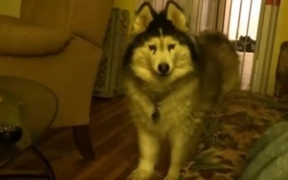 Un Husky indragostit de camera video. Cum reactioneaza cand stapanul incepe sa-l filmeze Un Husky indragostit de camera video. Cum reactioneaza cand stapanul incepe sa-l filmeze