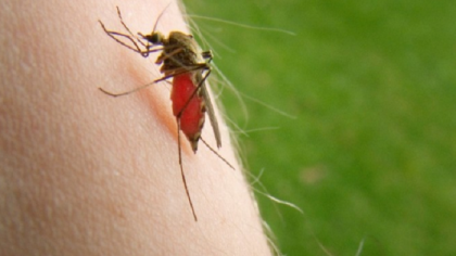 Un barbat a murit din cauza virusului West Nile. Este primul caz inregistrat in Iasi Un barbat a murit din cauza virusului West Nile. Este primul caz inregistrat in Iasi