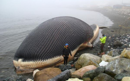 UPDATE. Balena aflata in descompunere pe o plaja din Canada nu va exploda UPDATE. Balena aflata in descompunere pe o plaja din Canada nu va exploda