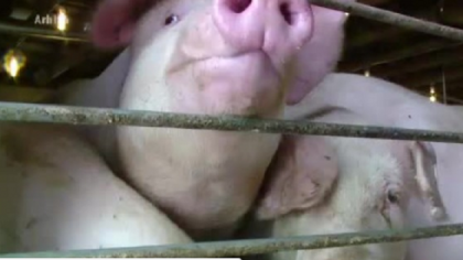 Pesta, confirmata in a doua mare ferma din Europa. 140.000 de animale vor fi ucise