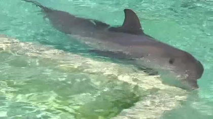 Plaja inchisa din cauza unui delfin "necuviincios". Ce i-a facut unei inotatoare Plaja inchisa din cauza unui delfin "necuviincios". Ce i-a facut unei inotatoare