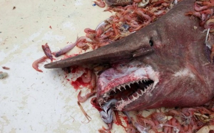 Este o "fosila vie". Un rechin preistoric a fost prins de pescari in Golful Mexic. E al doilea exemplar din istorie Este o "fosila vie". Un rechin preistoric a fost prins de pescari in Golful Mexic. E al doilea exemplar din istorie